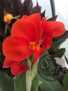 canna 'President'