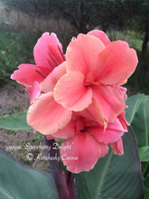 Load image into Gallery viewer, canna &#39;Strawberry Delight&#39;