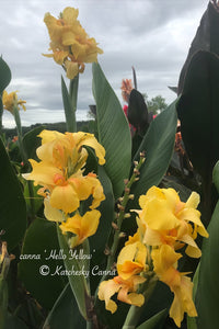 canna 'Hello Yellow'