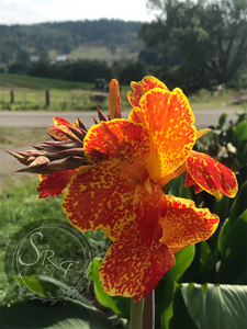 canna 'Calimero'