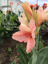 Load image into Gallery viewer, canna &#39;Mary Finley&#39;