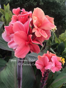 canna 'Strawberry Delight'
