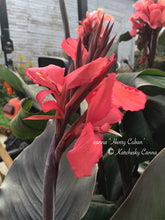 Load image into Gallery viewer, canna &#39;Henry Cuban&#39;