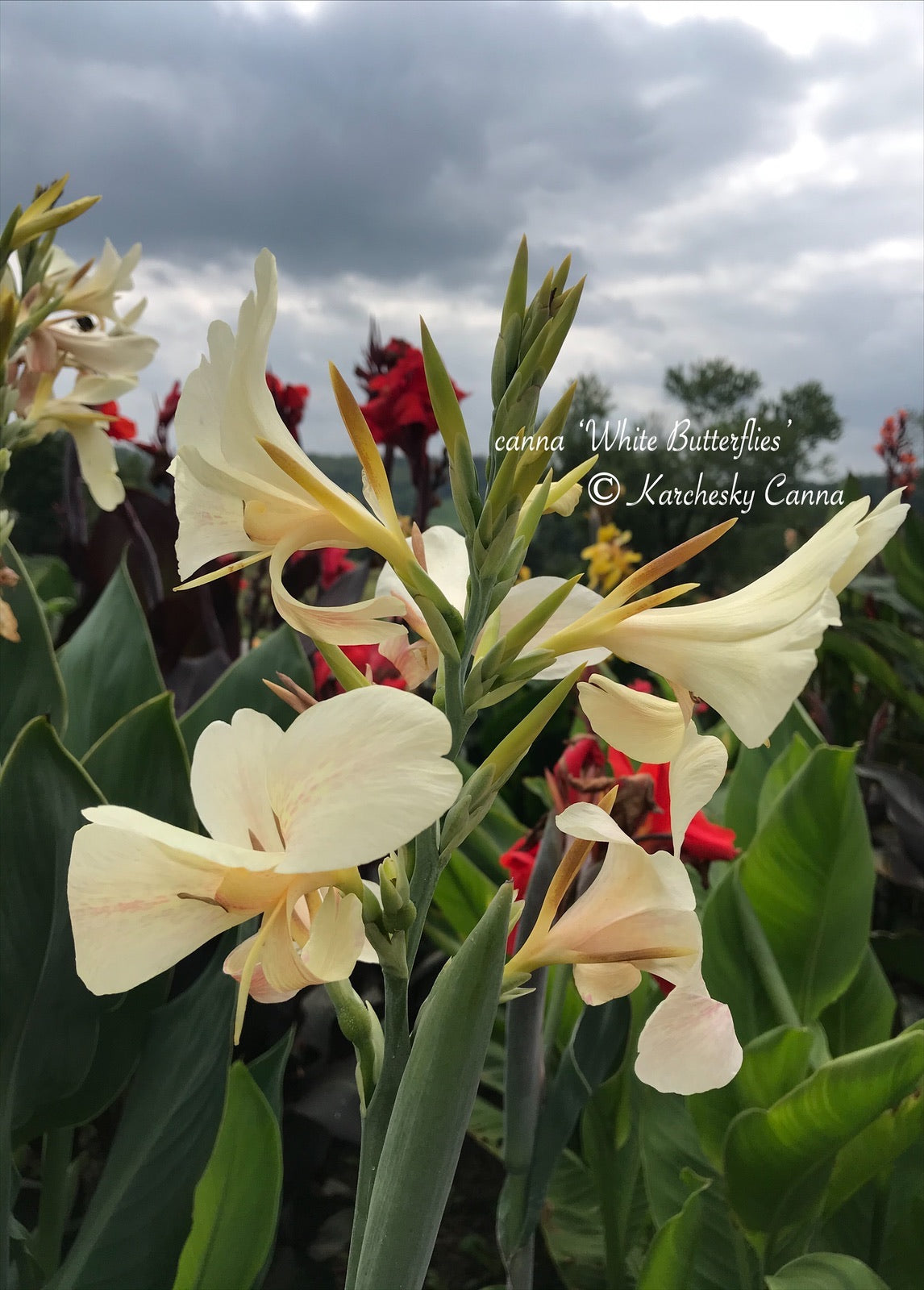 canna 'White Butterflies' – South Ridge Farm & Botanic Gardens