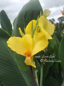 canna 'Lunar Light'