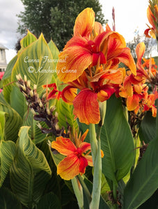 canna 'Transvaal’