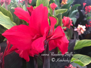 canna 'Raspberry Truffle'