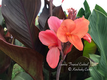 Load image into Gallery viewer, canna &#39;Tropical Cocktail&#39;