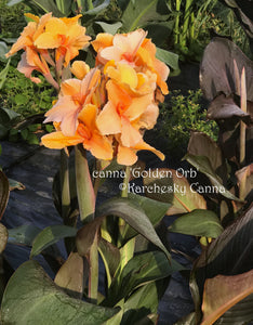 canna 'Golden Orb'