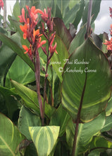 Load image into Gallery viewer, canna &#39;Thai Rainbow&#39;