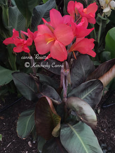 canna 'Rosetta'
