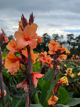 Load image into Gallery viewer, canna &#39;Cheyenne&#39;