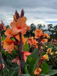 canna 'Cheyenne'