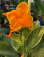 Load image into Gallery viewer, canna &#39;Bethany’