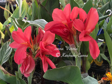 Load image into Gallery viewer, canna &#39;Victoria’