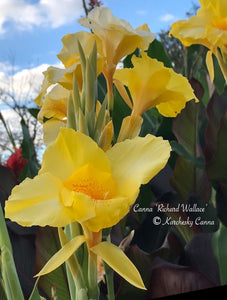 canna 'Richard Wallace’