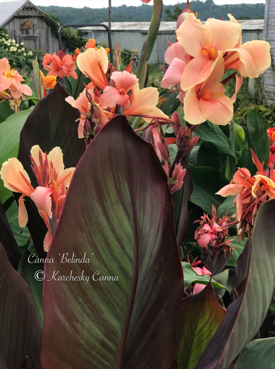 canna 'Belinda' – South Ridge Farm & Botanic Gardens