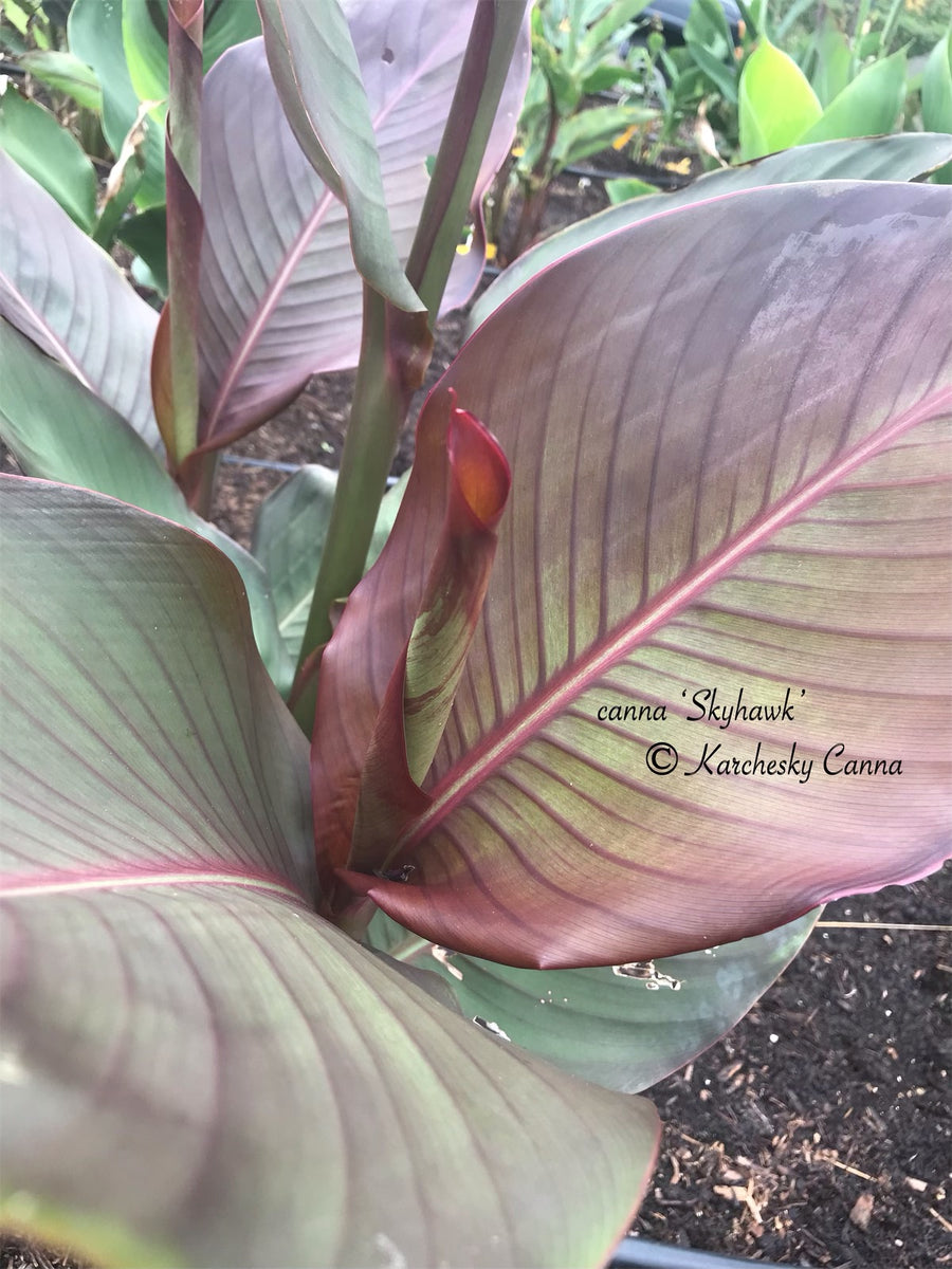 canna 'Skyhawk' – South Ridge Farm & Botanic Gardens