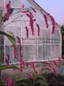 Kiss Me Over The Garden Gate
