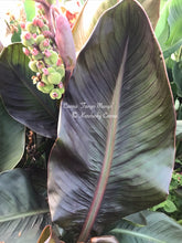 Load image into Gallery viewer, canna &#39;Tango Mango&#39;