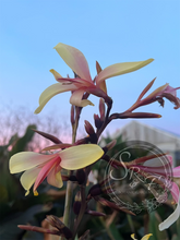 Load image into Gallery viewer, canna &#39;Panache&#39;