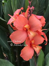 Load image into Gallery viewer, canna &#39;Opulence&#39;