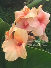 Load image into Gallery viewer, canna &#39;Chelsea&#39;