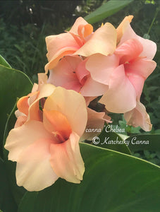 canna 'Chelsea'