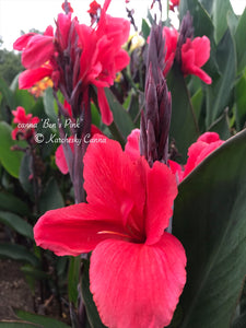 canna 'Ben's Pink'