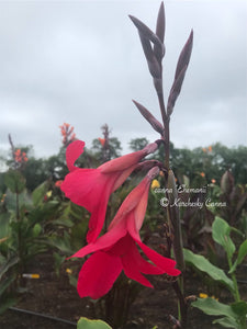canna 'Ehemanii'