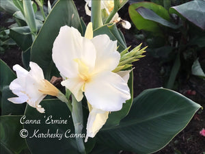 canna 'Ermine'