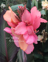 Load image into Gallery viewer, canna &#39;Wild Thing’