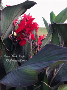 canna 'Black Knight'