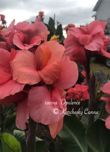 canna 'Opulence'