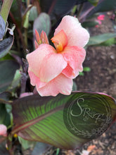 Load image into Gallery viewer, canna ‘Amazing Grace &#39;