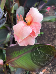 canna ‘Amazing Grace '