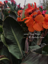 Load image into Gallery viewer, canna &#39;Tango Mango&#39;