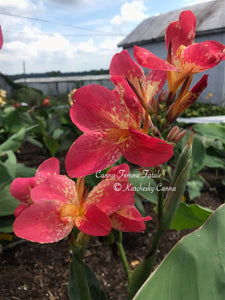 canna 'Femme Fatale'