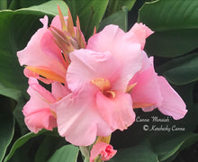 Load image into Gallery viewer, canna &#39;Moraiah&#39;