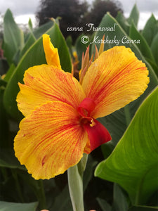 canna 'Transvaal’