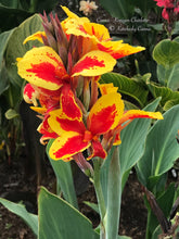 Load image into Gallery viewer, canna &#39;Konigen Charlotte&#39;