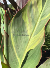 Load image into Gallery viewer, canna &#39;Thai Rainbow&#39;