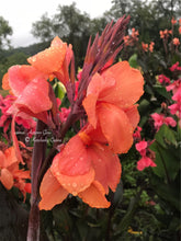 Load image into Gallery viewer, canna &#39;Autumn Glow&#39;