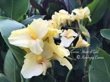 Load image into Gallery viewer, canna &#39;Heart of Gold&#39;