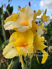 Load image into Gallery viewer, canna &#39;Richard Wallace’