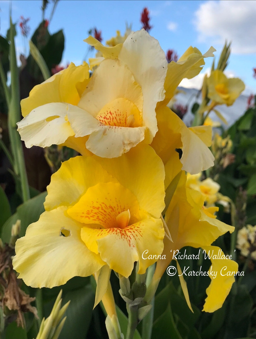 canna 'Richard Wallace’