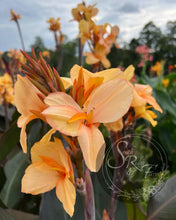 Load image into Gallery viewer, canna &#39;Angele Martin&#39;