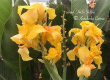 Load image into Gallery viewer, canna &#39;Hello Yellow&#39;