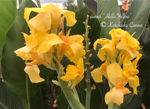 canna 'Hello Yellow'