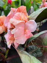 Load image into Gallery viewer, canna ‘Amazing Grace &#39;